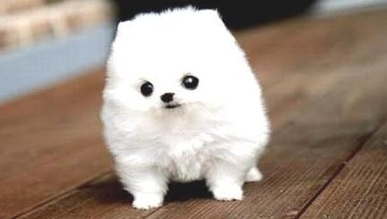 Save the Fluffy Dogs